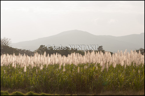 西表島　サトウキビの花　2006年