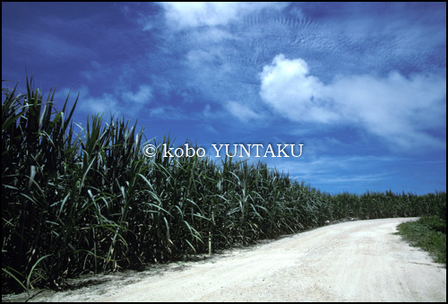 波照間島　サトウキビ畑　1995年