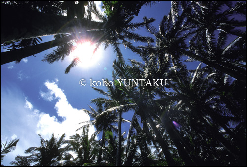 石垣島　米原のヤエヤマヤシの群落1995年