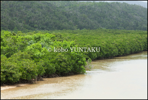 沖縄本島北部 慶佐次湾のヒルギ林2006年