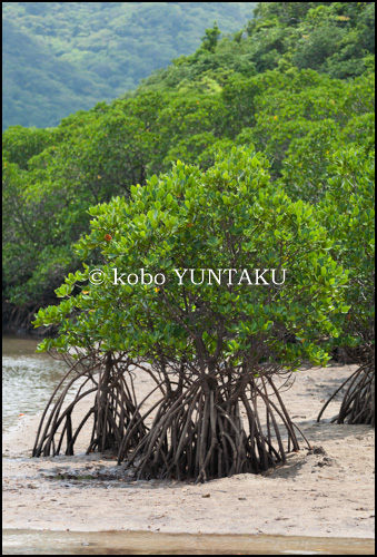 石垣島　宮良川のヒルギ林　2006年