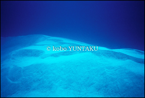 慶良間諸島　海底砂漠　1991年
