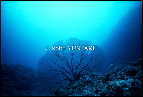 慶良間諸島 ウミウチワ 1993年