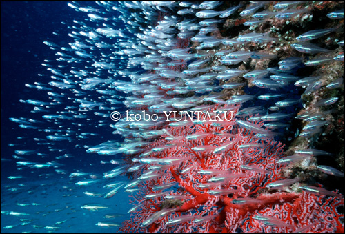 慶良間諸島　イソバナと魚の群　1994年